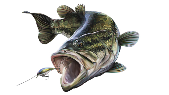 Raster to Vector Conversion and Illustration after